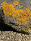 Xanthoria calcicola image