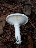 Pleurotus dryinus image