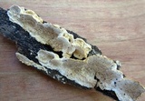 Trametopsis cervina image