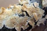 Irpex lacteus image