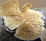 Irpex lacteus image