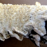 Irpex lacteus image