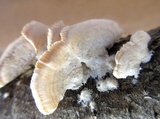 Irpex lacteus image