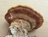 Phellinus gilvus image