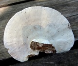 Trametes pubescens image