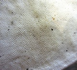 Trametes pubescens image