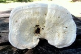 Trametes gibbosa image