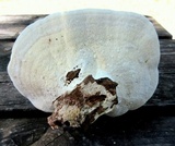 Trametes gibbosa image