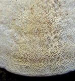 Trametes gibbosa image