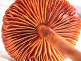 Dermocybe zakii image
