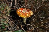 Amanita amerimuscaria image