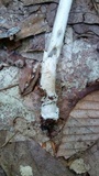 Amanita sect. Vaginatae image
