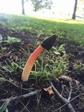 Phallus rubicundus image