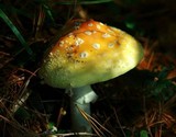 Amanita amerimuscaria image