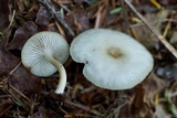 Clitocybe fragrans image