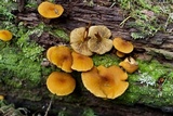 Pholiota granulosa image