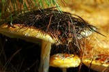 Amanita amerimuscaria image