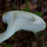 Pleurotus dryinus image