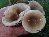 Russula cerolens image