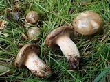 Paxillus involutus image