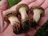Paxillus involutus image