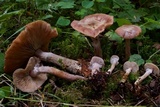 Armillaria nabsnona image