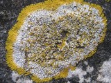 Caloplaca decipiens image