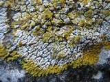 Caloplaca decipiens image