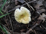 Russula xerampelina var. barlae image