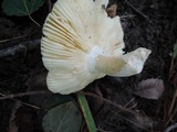 Russula xerampelina image