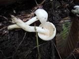 Hygrophorus eburneus image