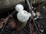 Hygrophorus eburneus image