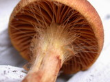 Dermocybe zakii image