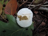 Hygrophorus eburneus image