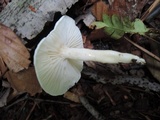 Hygrophorus eburneus image