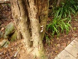 Ganoderma tropicum image