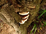 Ganoderma tropicum image