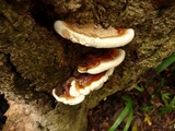 Ganoderma tropicum image