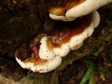 Ganoderma tropicum image