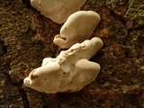 Ganoderma tropicum image