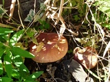 Tricholomopsis rutilans image