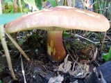 Tricholomopsis rutilans image
