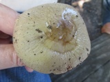 Oudemansiella furfuracea image