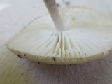 Oudemansiella furfuracea image