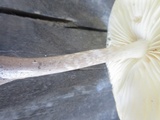 Oudemansiella furfuracea image