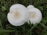 Limacella subillinita image