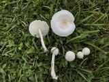 Limacella subillinita image