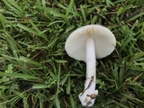 Amanita porphyria image