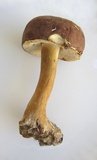 Tylopilus rubrobrunneus image