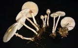 Chlorophyllum hortense image